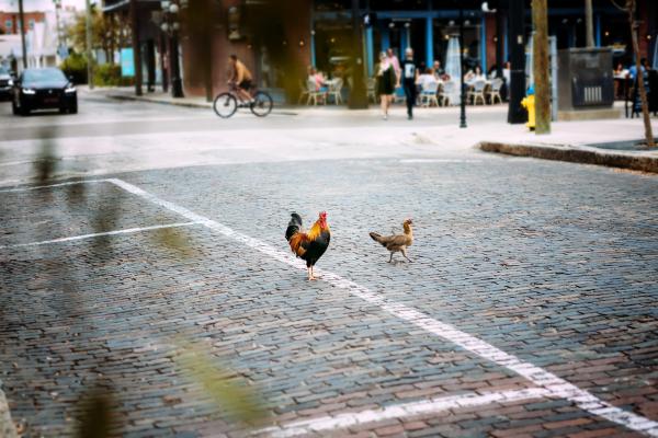 Ybor City