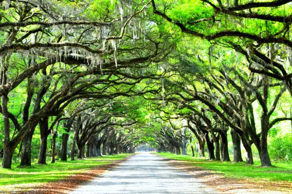 Wormsloe Historic Site