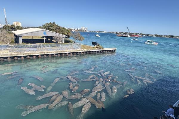 Manatee Lagoon