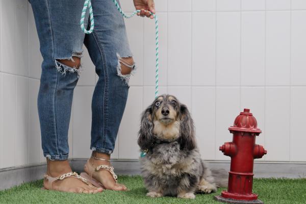 dog potty station